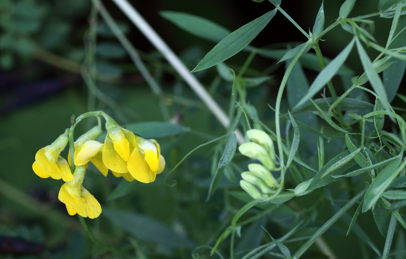 Изображение особи Lathyrus pratensis.