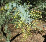 Acacia baileyana