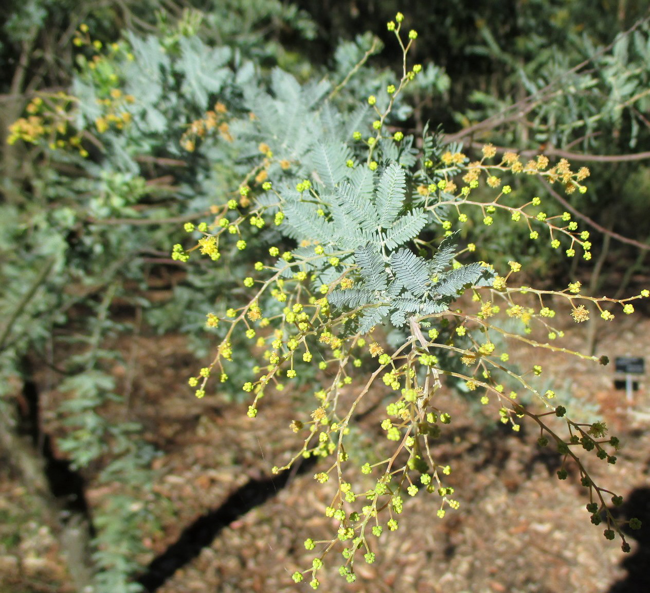 Изображение особи Acacia baileyana.