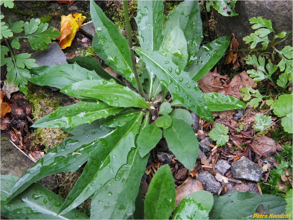 Image of genus Hieracium specimen.