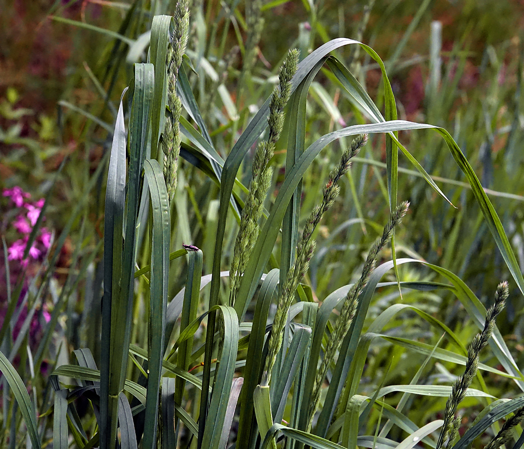 Image of Dactylis glomerata specimen.