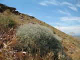 Acanthophyllum gypsophiloides