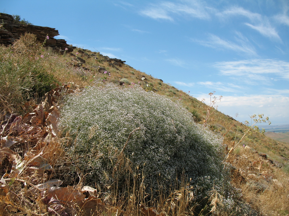 Image of Acanthophyllum gypsophiloides specimen.
