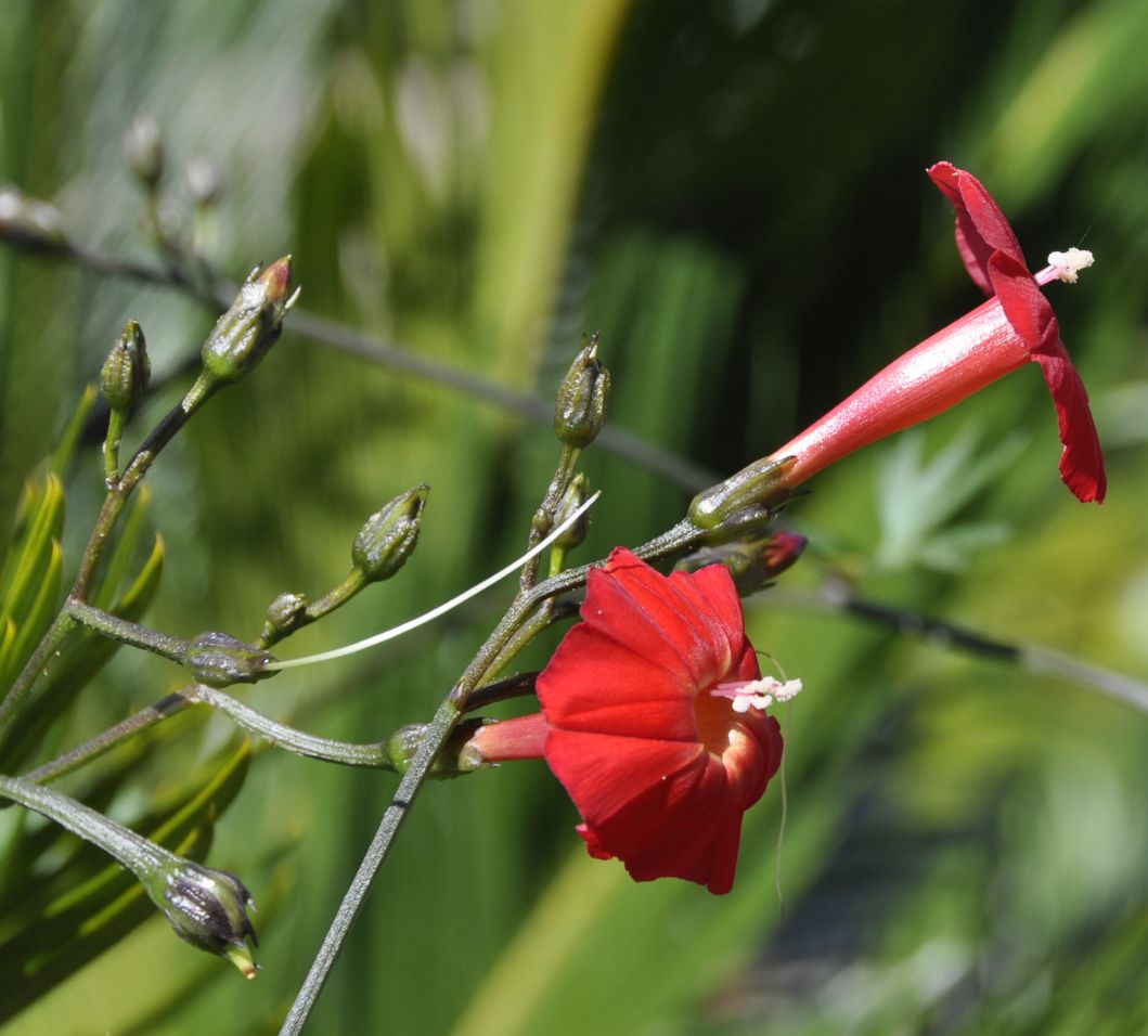 Image of Ipomoea &times; multifida specimen.