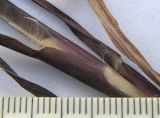 Setaria pumila