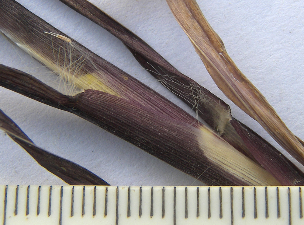 Image of Setaria pumila specimen.