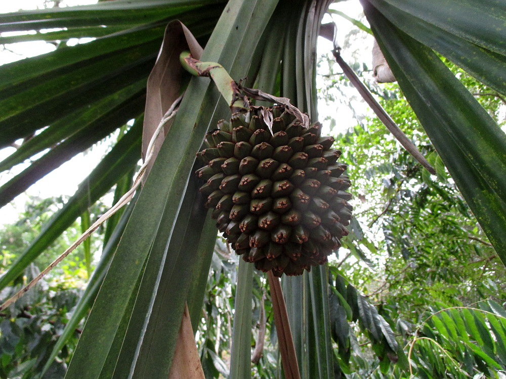 Изображение особи Pandanus sechellarum.