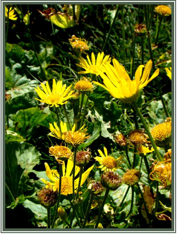 Изображение особи Doronicum macrophyllum.