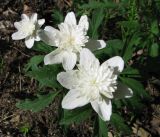 Anemone nemorosa