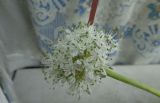 Allium ascalonicum