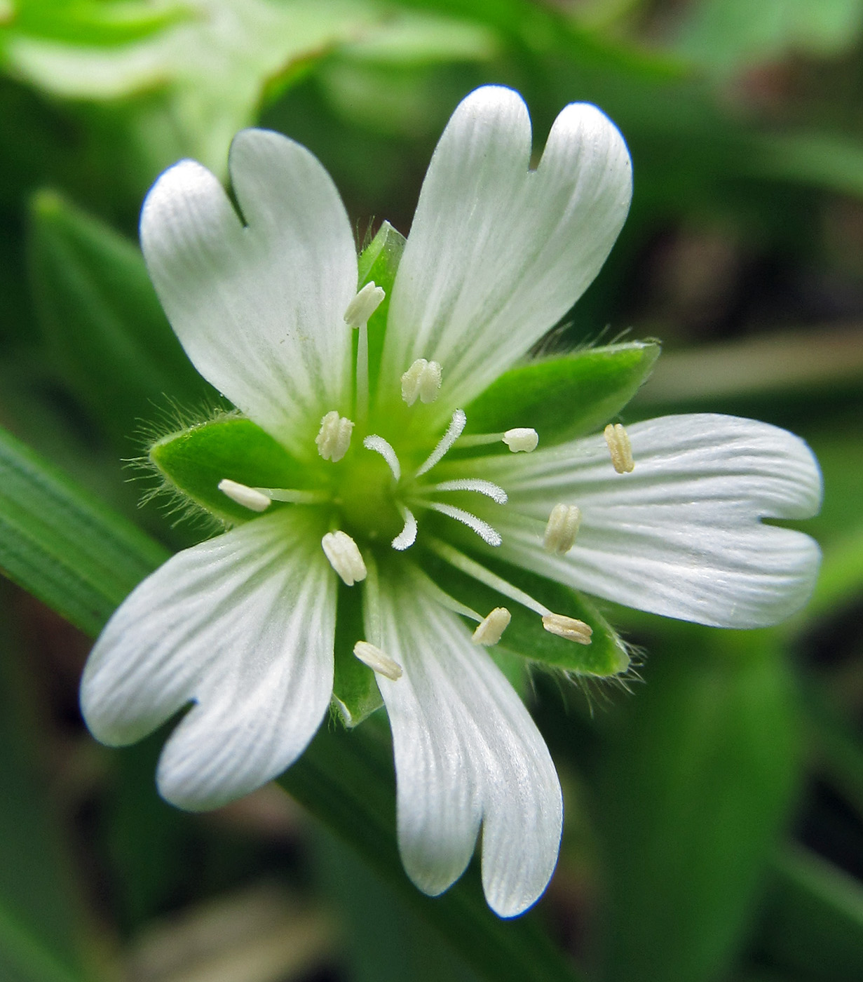 Изображение особи Cerastium fischerianum.