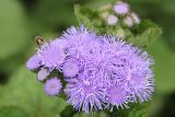 Ageratum houstonianum