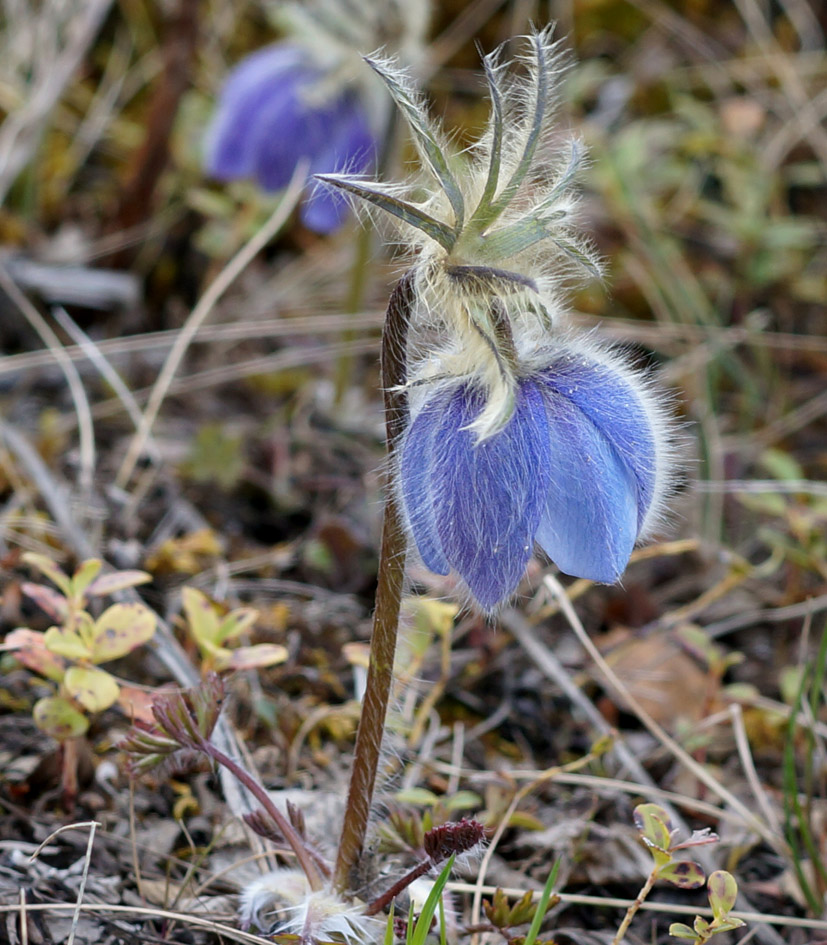 Image of Pulsatilla ajanensis specimen.