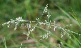 familia Poaceae