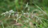 familia Poaceae. Соцветие в каплях дождя. Коми, Интинский р-н, Приполярный Урал, хр. Малдынырд, правый борт руч. Алькесвож. 01.08.2017.