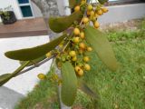 genus Amyema. Часть ветви с плодами (на Schotia brachypetala). Австралия, г. Брисбен, уличное озеленение. 02.01.2018.