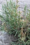 Halocnemum strobilaceum