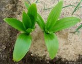 Allium rosenbachianum