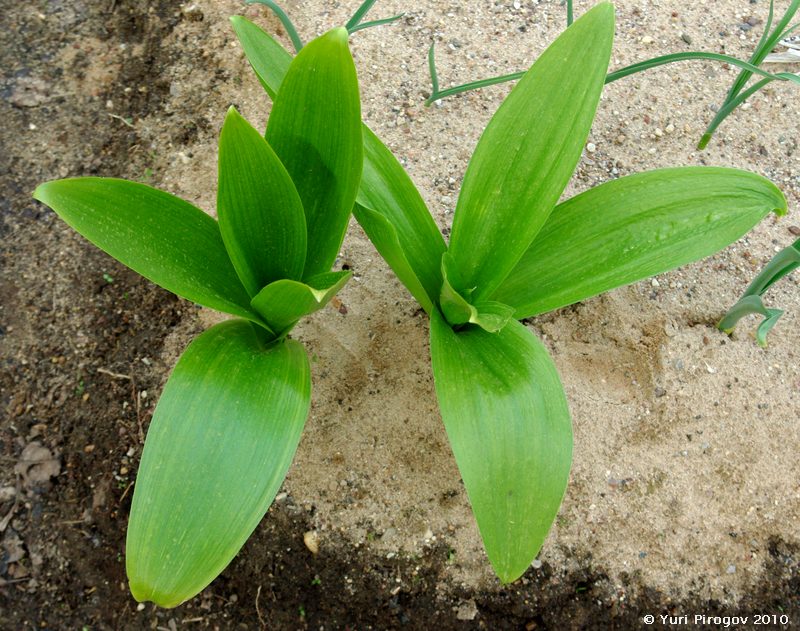 Изображение особи Allium rosenbachianum.