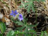 Geranium pseudosibiricum. Верхушка цветущего растения (рассечённые листья рядом - Thalictrum foetidum). Иркутская обл., Иркутский р-н, окр. пос. Бол. Голоустное, редкий хвойный лес. 29.05.2017.