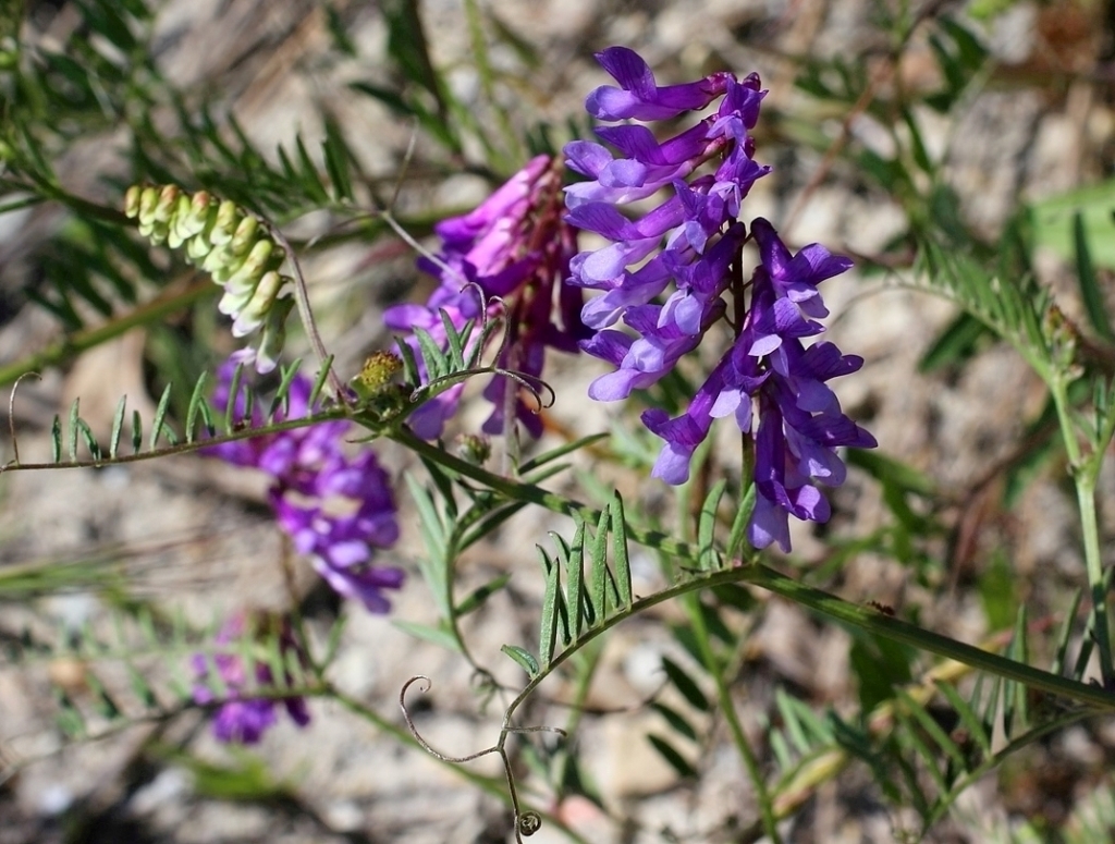 Image of Vicia varia specimen.