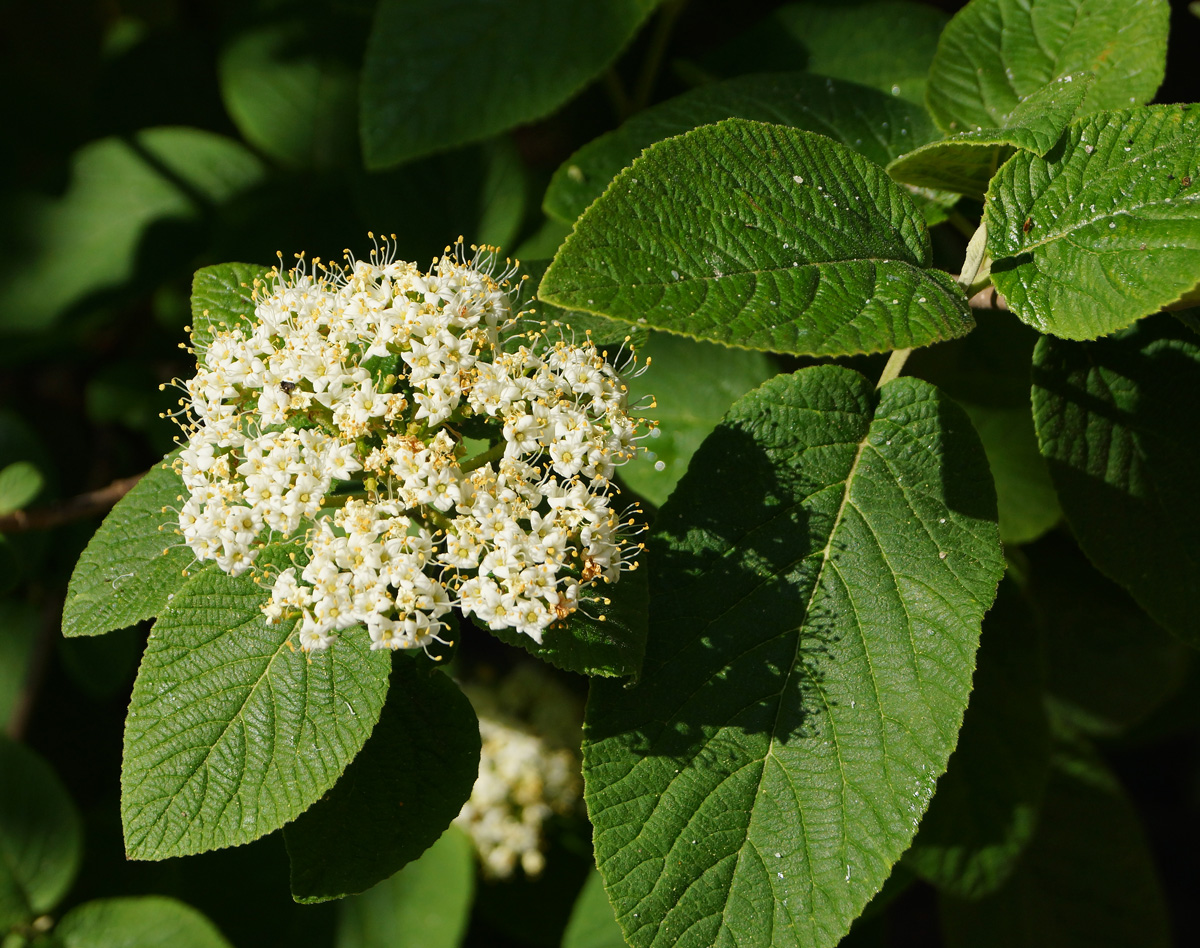 Image of Viburnum lantana specimen.