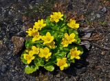 Caltha polypetala