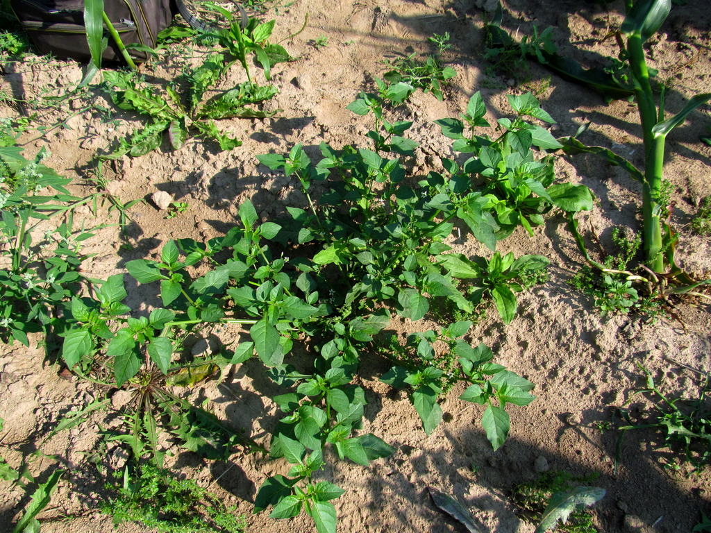 Image of Solanum nigrum specimen.