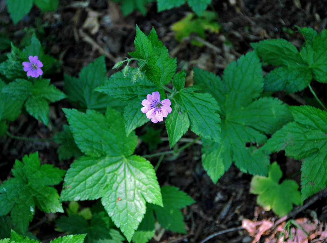 Image of Geranium gracile specimen.