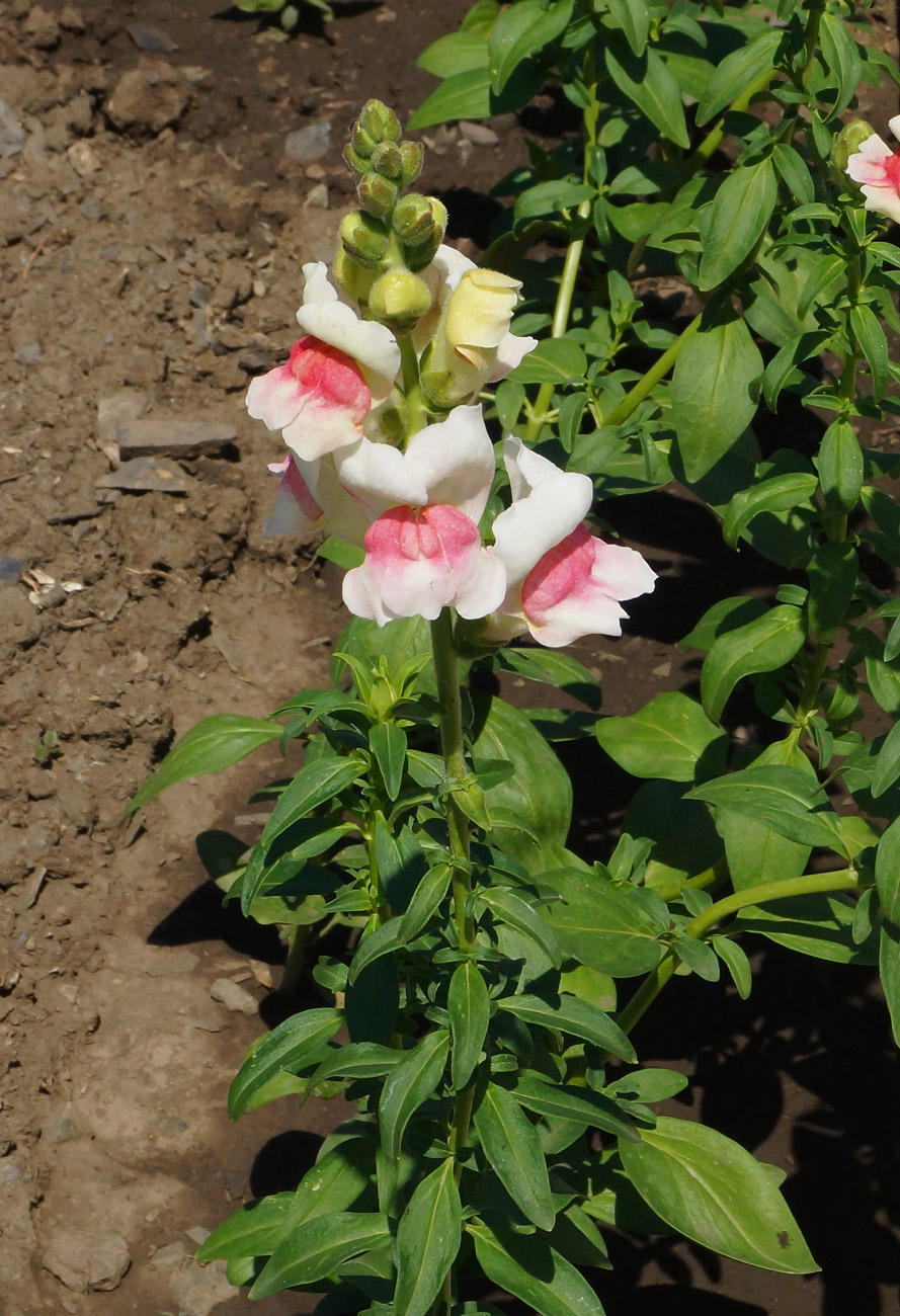 Изображение особи Antirrhinum majus.