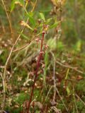 Pyrola incarnata. Соплодие с незрелыми плодами. Магаданская обл., Ольский р-н, Ольское шоссе, на обочине второстепенной дороги. 19.08.2014.