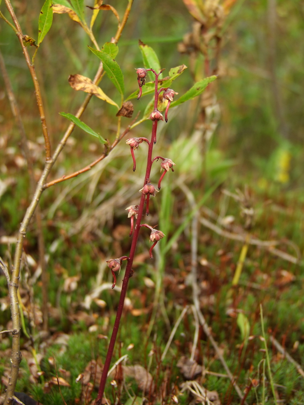 Image of Pyrola incarnata specimen.