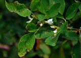 Dendrolobium umbellatum