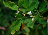 Dendrolobium umbellatum. Верхушка побега с цветками. Малайзия, о-в Калимантан, национальный парк Бако, прибрежный лес. 11.05.2017.