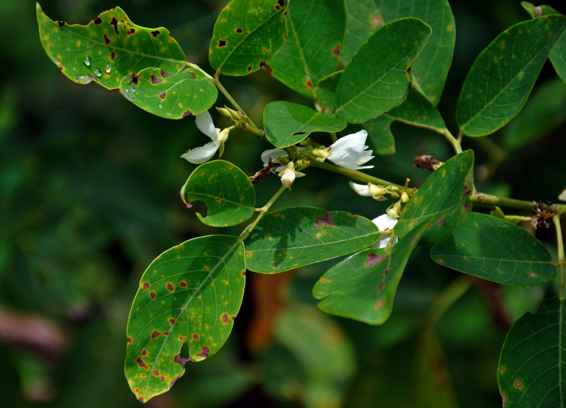 Image of Dendrolobium umbellatum specimen.