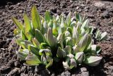 Mertensia sibirica