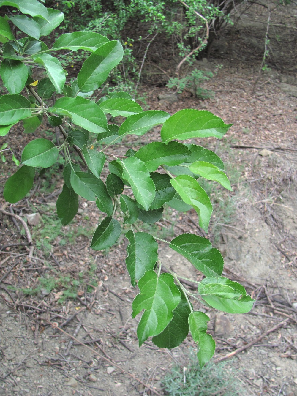 Image of Malus orientalis specimen.