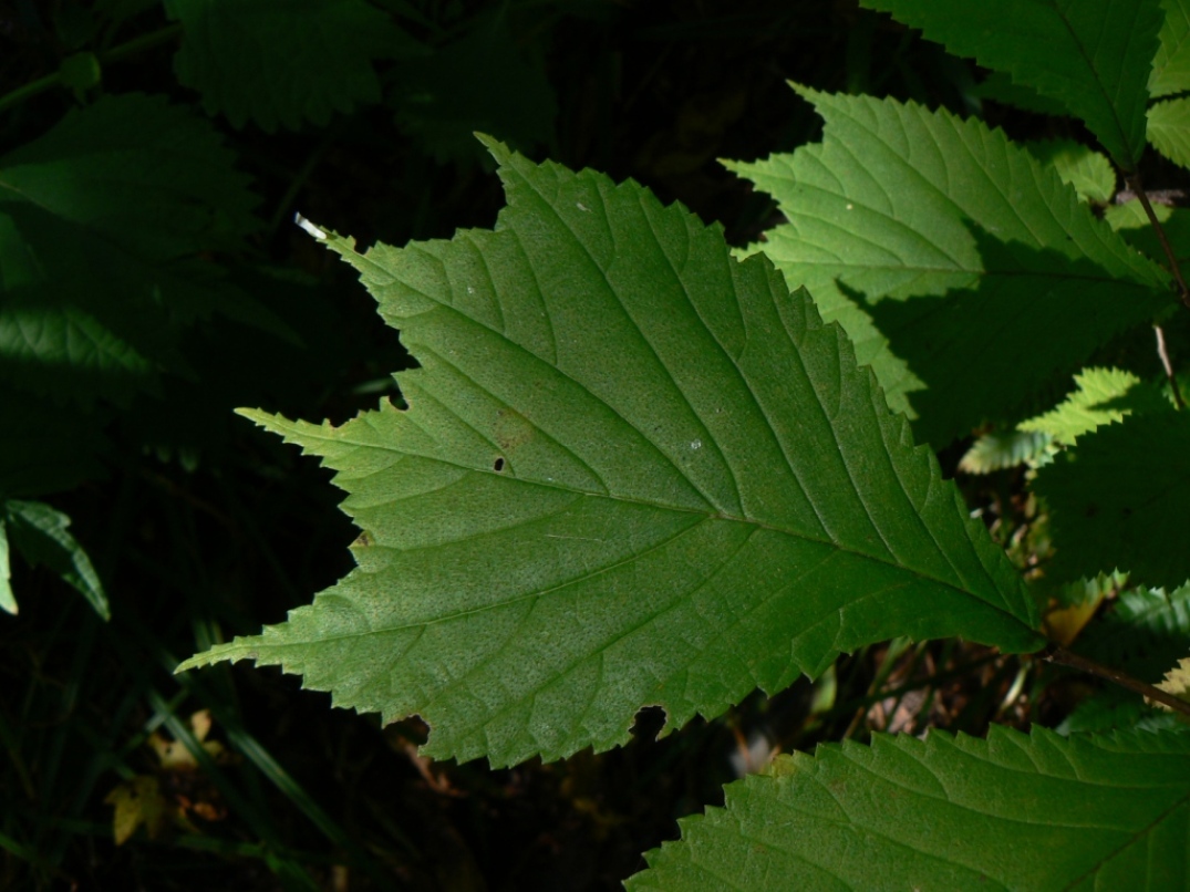 Image of Ulmus laciniata specimen.