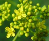 Isatis campestris