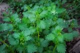 Urtica urens