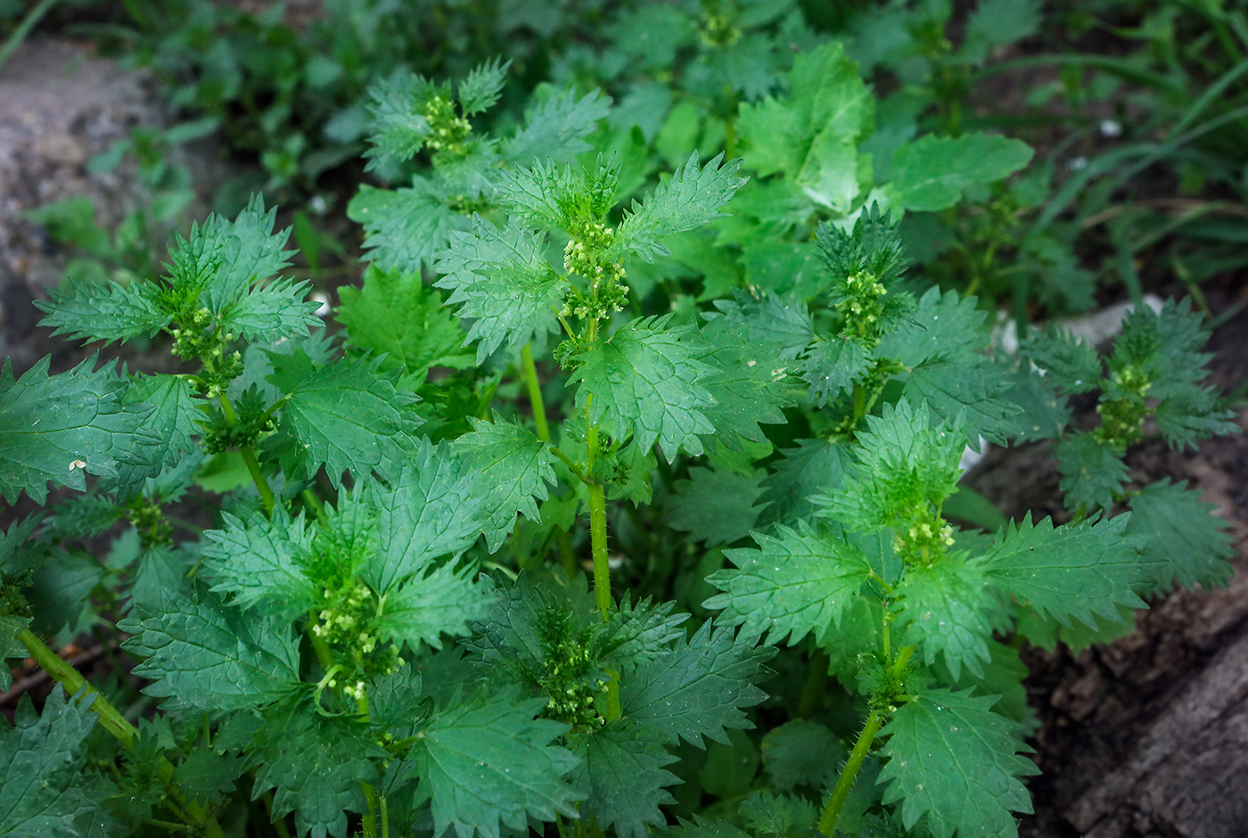 Image of Urtica urens specimen.