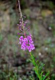 Chamaenerion angustifolium. Верхушка побега с соцветием. Московская обл., Воскресенский р-н, Лопатинские карьеры, песчаный склон. 19.06.2018.