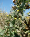 Sideritis montana. Часть соцветия. Краснодарский край, г. Новороссийск, водосборная зона Суджукской лагуны, степное сообщество. 05.08.2018.