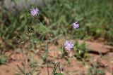 Lactuca tatarica