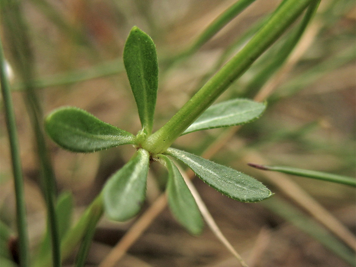 Изображение особи Galium saxatile.