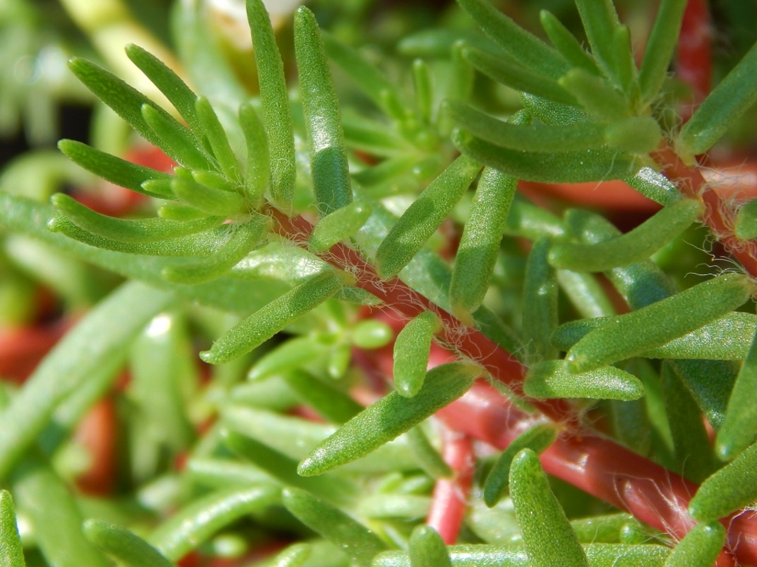 Image of Portulaca grandiflora specimen.