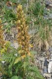 Pedicularis condensata