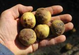 Juglans microcarpa. Опавшие плоды с перикарпием. Саратов, Ботанический сад им Н.Г. Чернышевского, в культуре. 21.10.2018.
