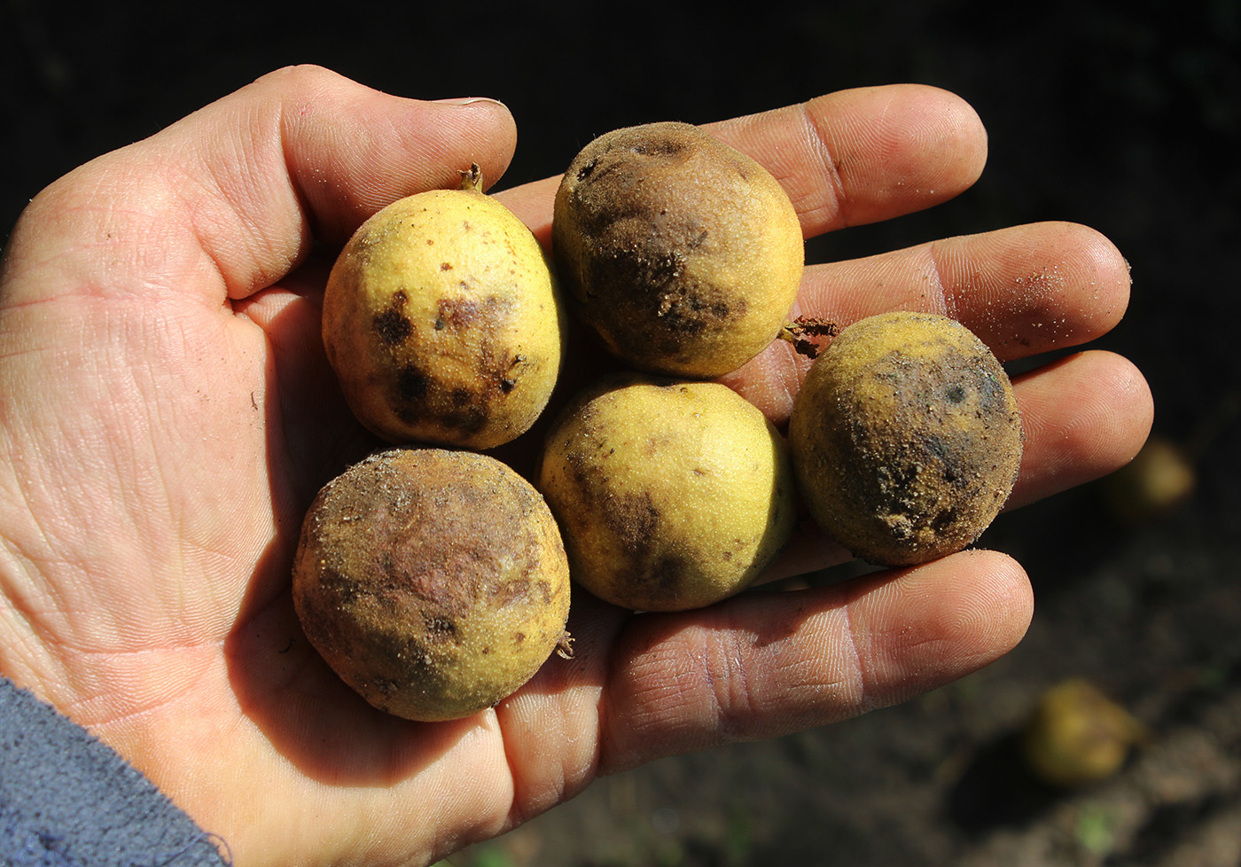 Image of Juglans microcarpa specimen.