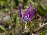 Erythronium sibiricum. Цветок. Республика Хакасия, Кузнецкий Алатау, западный подъем на Караташский перевал, ≈ 1300 м н.у.м. 22 июня 2018 г.